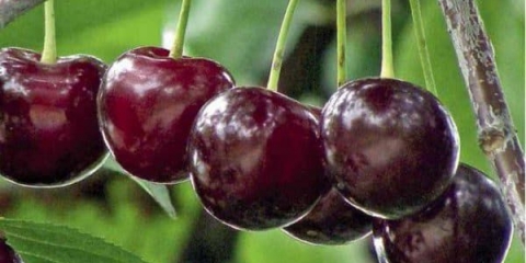 Trešnja morel bryansk (amorel, morello) - opis sorte